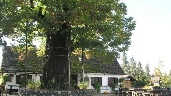 Gupčeva lipa nominirana za Europsko stablo 2019. godine, i vi možete dati svoj glas