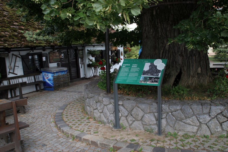 Postavljena nova info tabla o Gupčevoj lipi